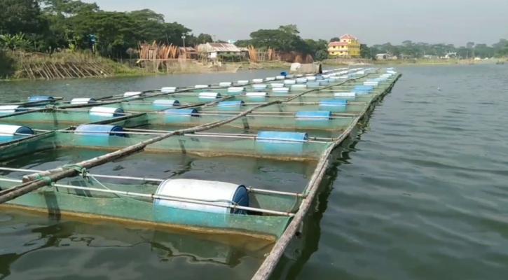 নদীতে খাঁচায় মাছ চাষ বেড়েছে, মিটছে চাহিদা